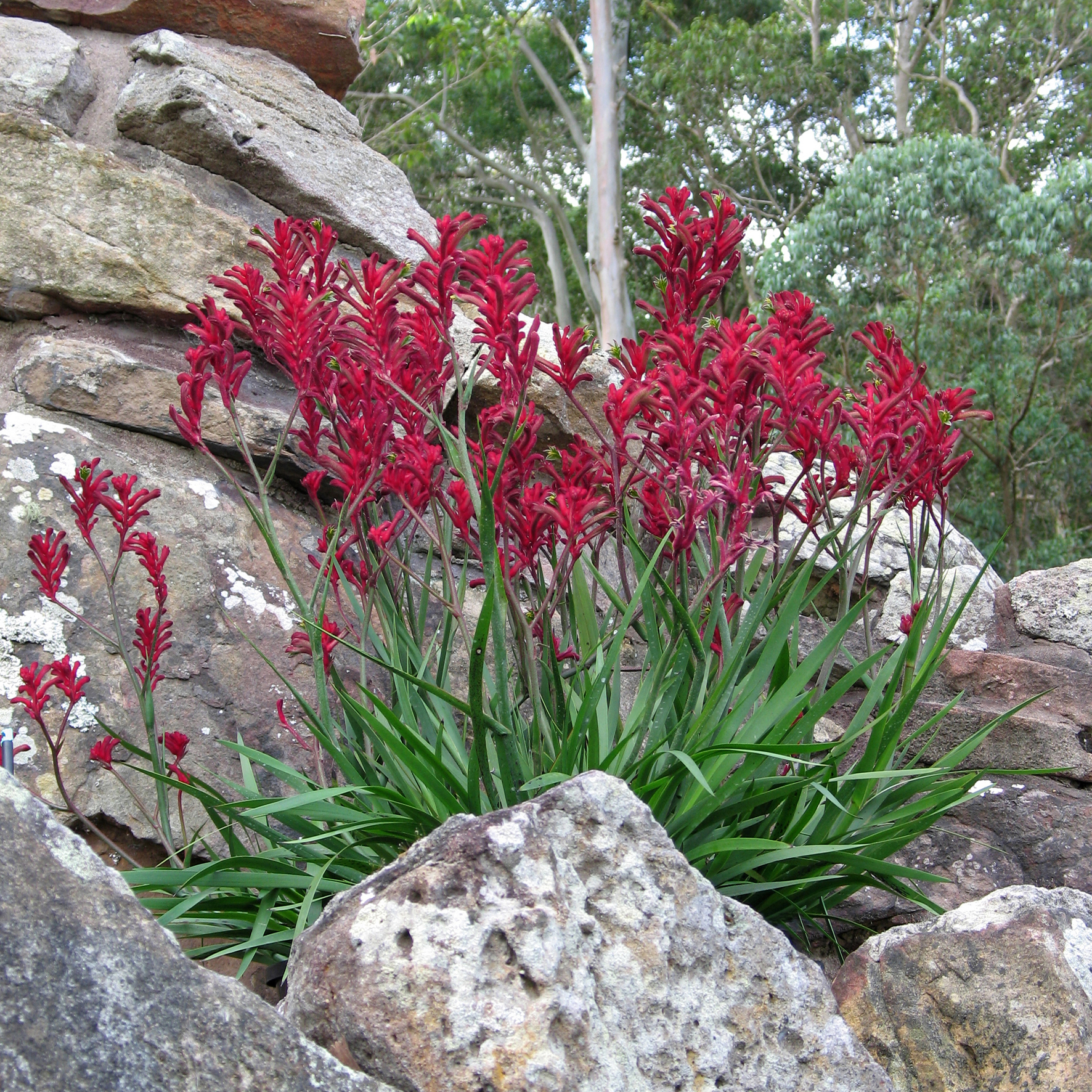 Bush Elegance <span class="pbr-text">PBR</span><br>Kangaroo Paw - Image 2