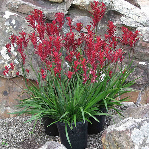 Bush Elegance <span class="pbr-text">PBR</span><br>Kangaroo Paw - Image 3