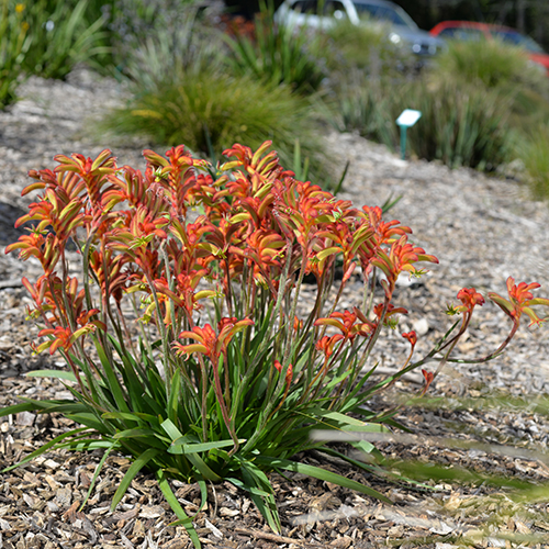 Bush Flare <span class="pbr-text">PBR</span><br>Kangaroo Paw - Image 2