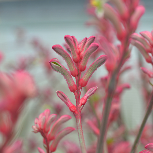 Bush Princess <span class="pbr-text">PBR</span><br>Kangaroo Paw - Image 2