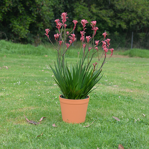 Bush Princess <span class="pbr-text">PBR</span><br>Kangaroo Paw - Image 3