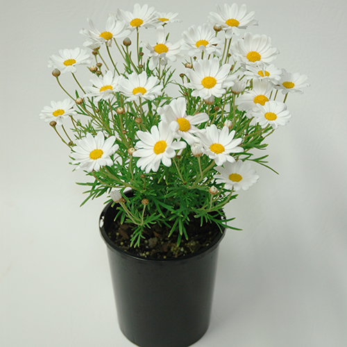 Summit White - Image 4