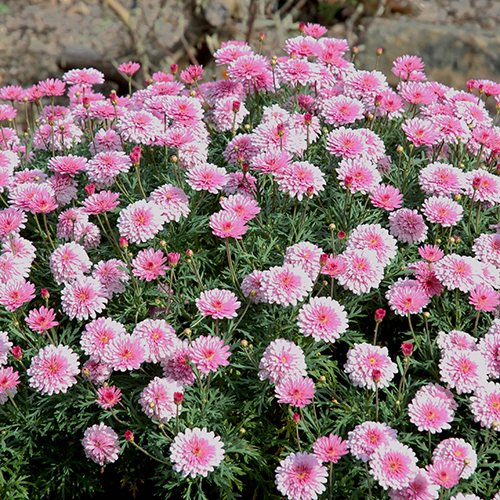 Sunday Best - Image 3