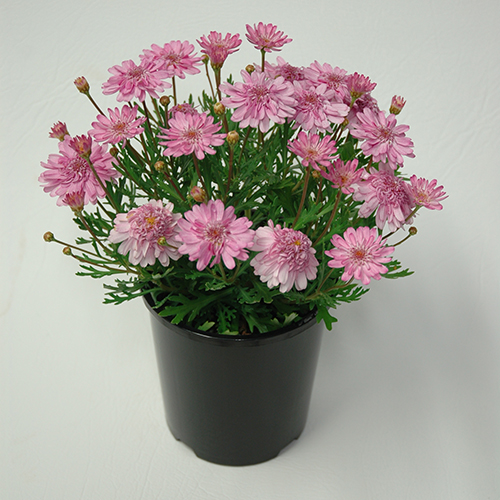 Sunday Best - Image 4