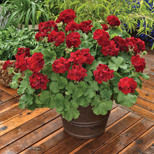 Big Burgundy - Image 3