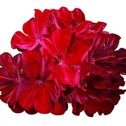 Big Burgundy - Image 4