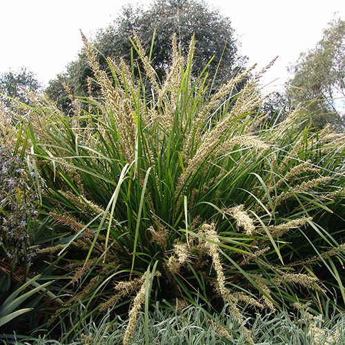 Katrinus Deluxe Lomandra longifolia <span class="pbr-text">PBR</span> - Image 3