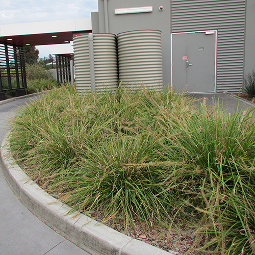 Katrinus Deluxe Lomandra longifolia <span class="pbr-text">PBR</span> - Image 4