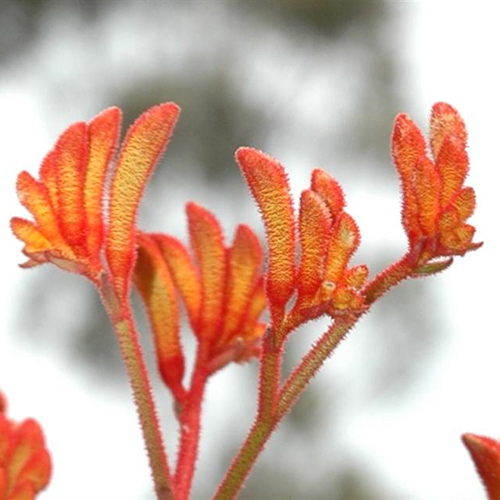 Landscape Tangerine <span class="pbr-text">PBR</span><br>Kangaroo Paw - Image 2