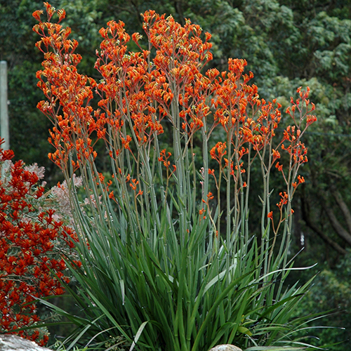 Landscape Tangerine <span class="pbr-text">PBR</span><br>Kangaroo Paw - Image 3