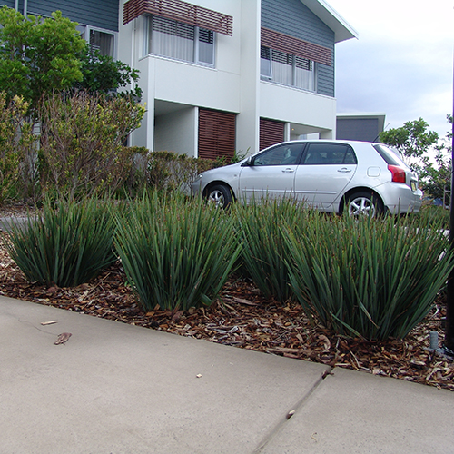Little Rev™ Dianella revoluta 'DR5000' <span class="pbr-text">PBR</span> - Image 2