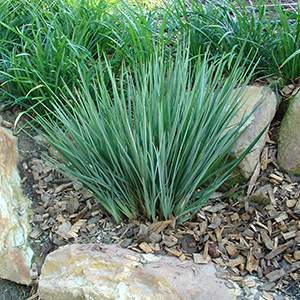 Little Rev™ Dianella revoluta 'DR5000' <span class="pbr-text">PBR</span> - Image 3