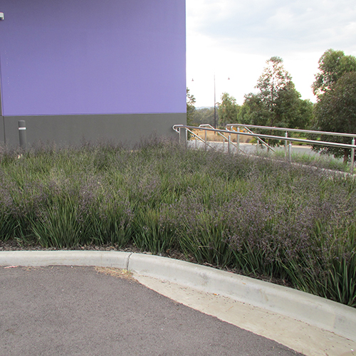 Little Rev™ Dianella revoluta 'DR5000' <span class="pbr-text">PBR</span> - Image 4