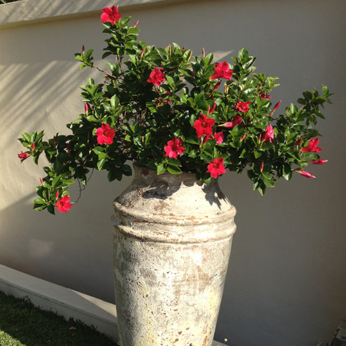 Red <span class="pbr-text">PBR</span> - Image 5