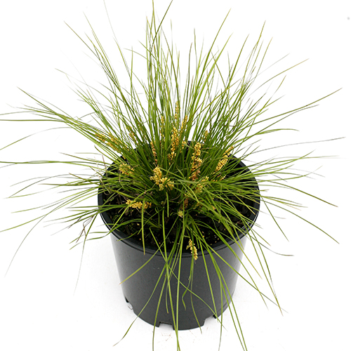 Lomandra confertifolia 'LCP1020" Misty Green <span class="pbr-text">PBR</span> - Image 4
