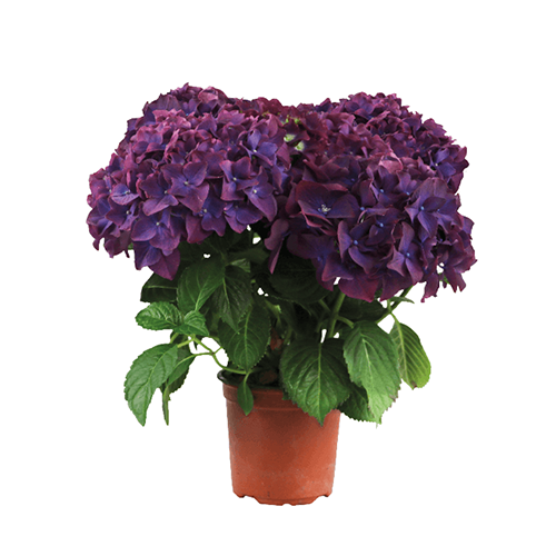 Image of Purple romance hydrangea in pot