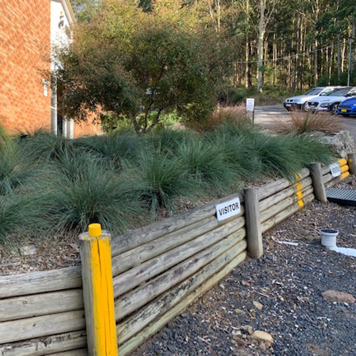 Lomandra confertifolia sp.rubiginosa Seascape <span class="pbr-text">PBR</span> - Image 2