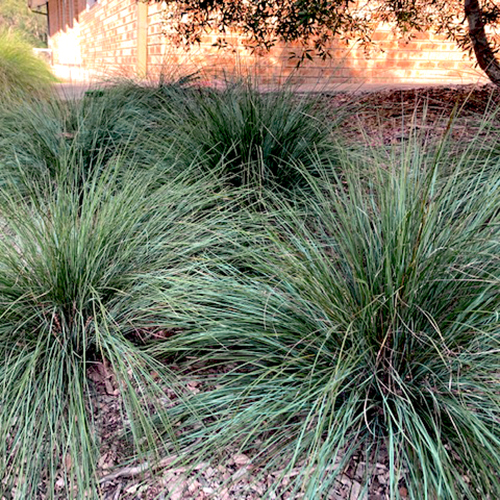 Lomandra confertifolia sp.rubiginosa Seascape <span class="pbr-text">PBR</span> - Image 3