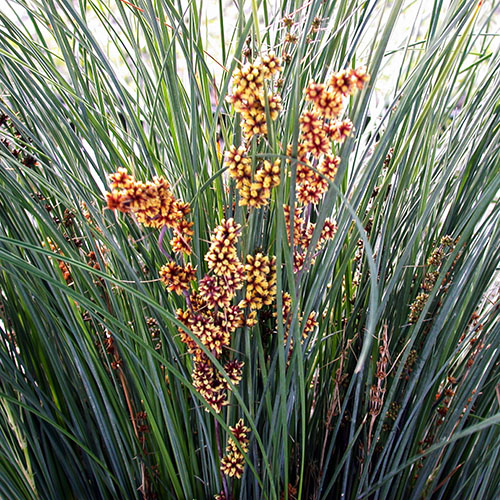 Lomandra confertifolia sp.rubiginosa Seascape <span class="pbr-text">PBR</span> - Image 4