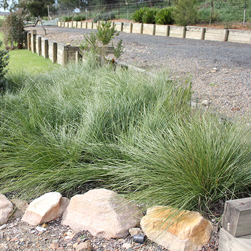 Shara™ Lomandra fluviatilis 'ABU7' <span class="pbr-text">PBR</span> - Image 2