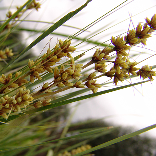Shara™ Lomandra fluviatilis 'ABU7' <span class="pbr-text">PBR</span> - Image 3