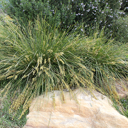 Shara™ Lomandra fluviatilis 'ABU7' <span class="pbr-text">PBR</span> - Image 4