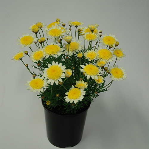 Sunny Days - Image 5