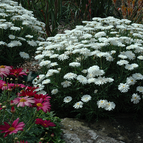 Super Duper <span class="pbr-text">PBR</span> - Image 3