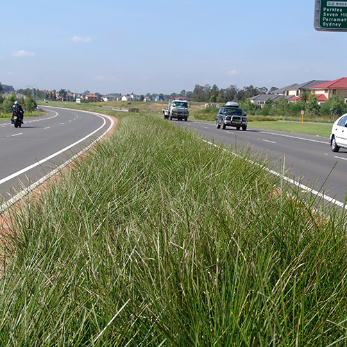 Tanika® Lomandra longifolia 'LM300' - Image 2
