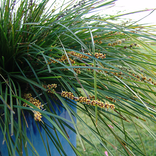 Tanika® Lomandra longifolia 'LM300' - Image 3