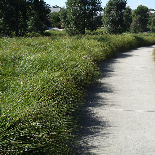 Tanika® Lomandra longifolia 'LM300' - Image 4