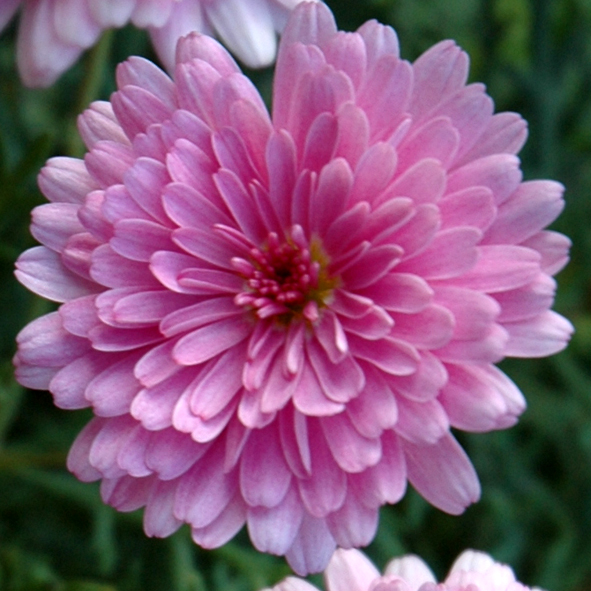 Sunday Best - Image 2