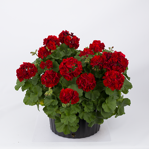 Big Burgundy - Image 2