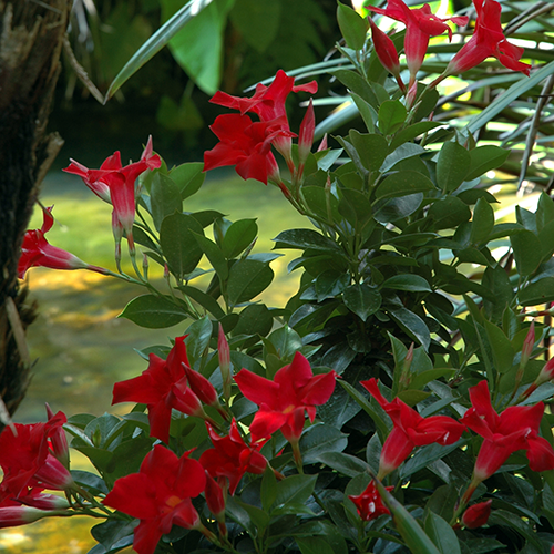 Red <span class="pbr-text">PBR</span> - Image 3