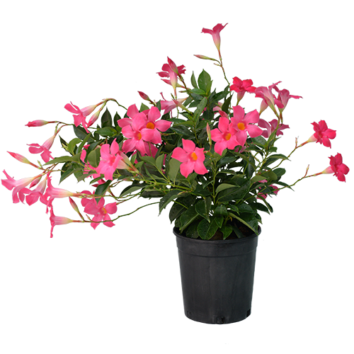 Pink Perfection - Image 4