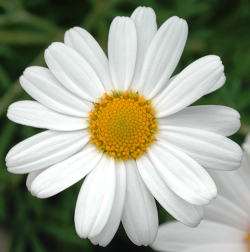 Summit White - Image 2