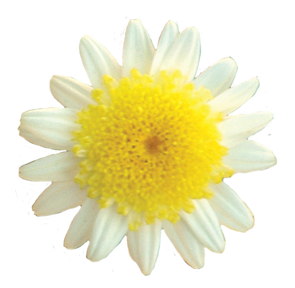 Sunny Days - Image 3