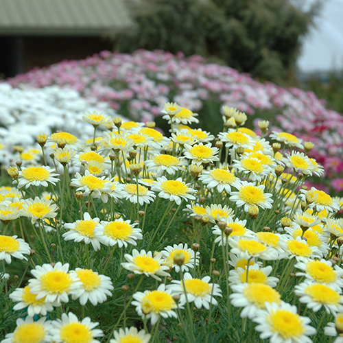 Sunny Days - Image 4