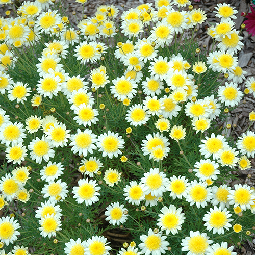 Sunny Days - Image 2