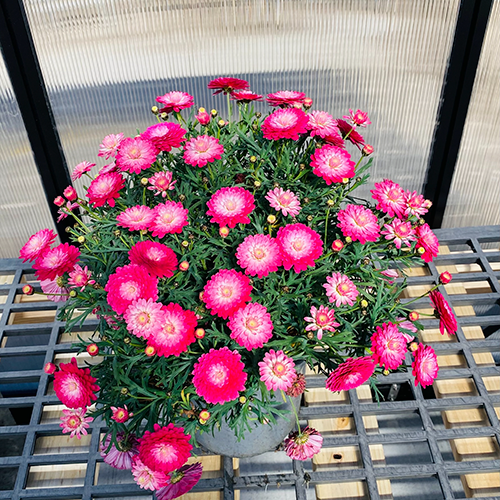 Pink Posy<span class="pbr-text">PBR</span> - Image 3