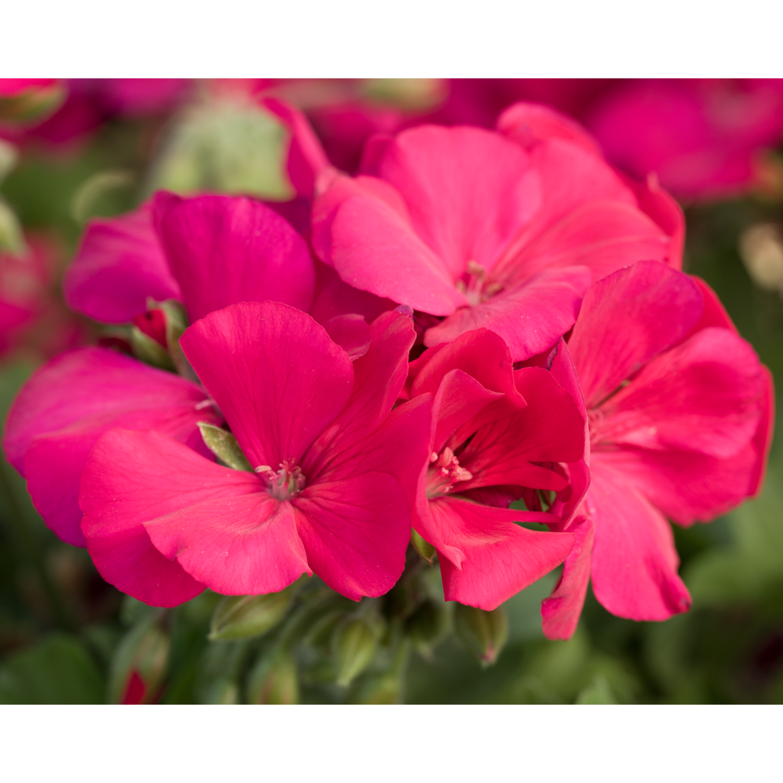 Hong Ramm Pelargonium Big Series - Ramm Botannicals