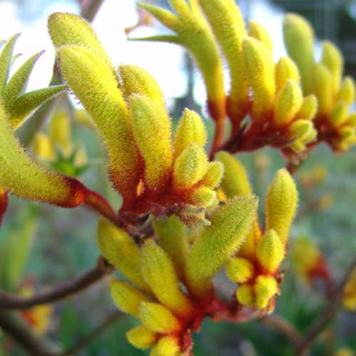 Gold Velvet <span class="pbr-text">PBR</span><br>Kangaroo Paw - Image 3