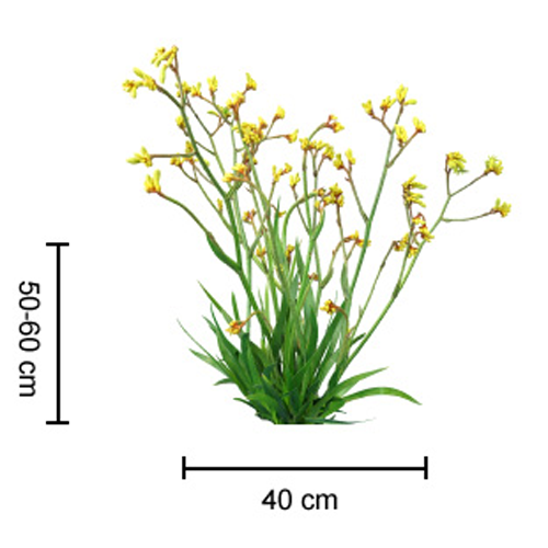 Gold Velvet <span class="pbr-text">PBR</span><br>Kangaroo Paw - Image 2