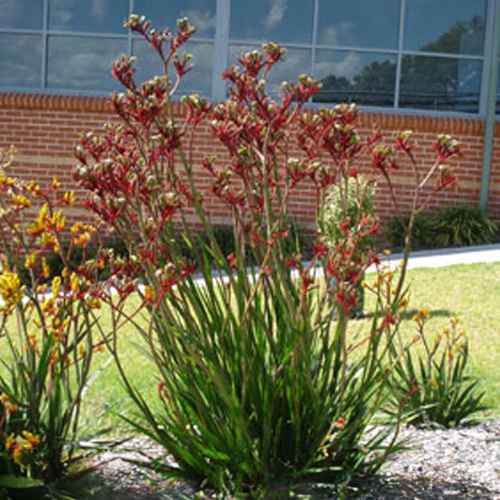 Regal Velvet <span class="pbr-text">PBR</span> Kangaroo Paw