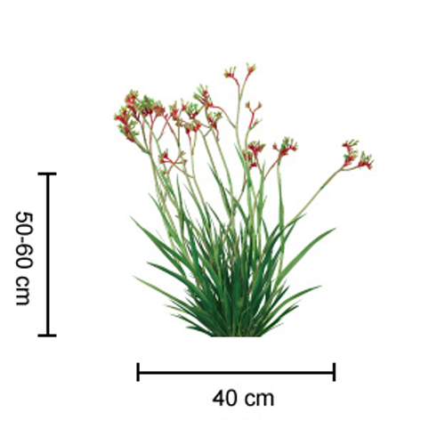 Regal Velvet <span class="pbr-text">PBR</span> Kangaroo Paw - Image 2