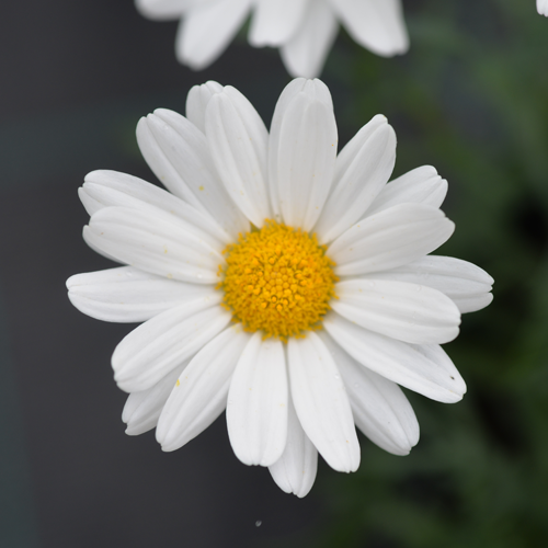 Summit Frost - Image 3