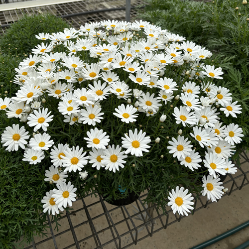 Summit Frost - Image 2