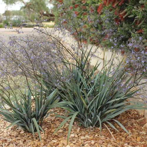 Clarity Blue™ Dianella hybrid ‘DP401’ <span class="pbr-text">PBR</span> - Image 2