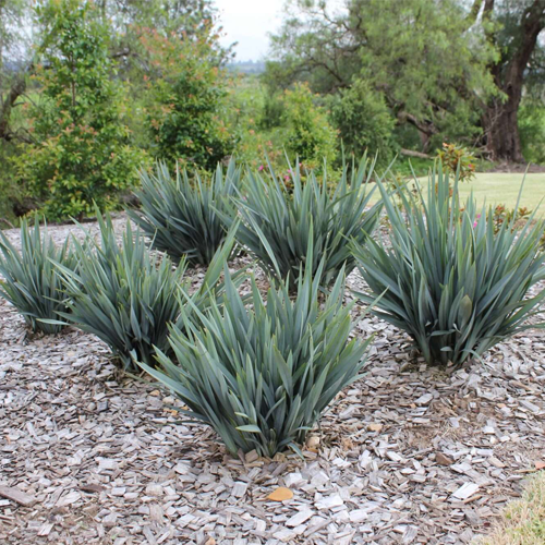 Clarity Blue™ Dianella hybrid ‘DP401’ <span class="pbr-text">PBR</span> - Image 3