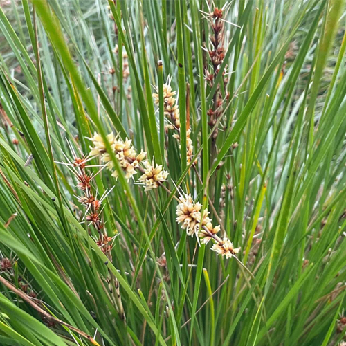 Lady Tanika® Lomandra longifolia ‘LM360’<span class="pbr-text">PBR</span> - Image 3